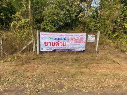 ขายที่ดินสวนยางพารา 37-2-80 ไร่  ต.นาพู่   อ.เพ็ญ   จ.อุดรธานี