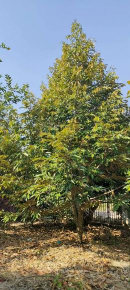 Smaller business guest house big pool  on sale Mountain view at Chon Daen Phetchabun ขายกิจการห้องพักและสวนผลไม้ไทยฉ่ำๆ มีสระว่ายน้ำ ขายราคาถูกมากก 